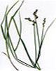 Carex Longii